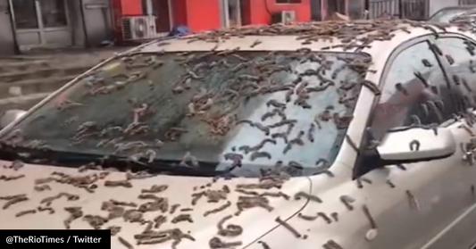 Mysterious Worms Fall From The Sky In Chinese Province