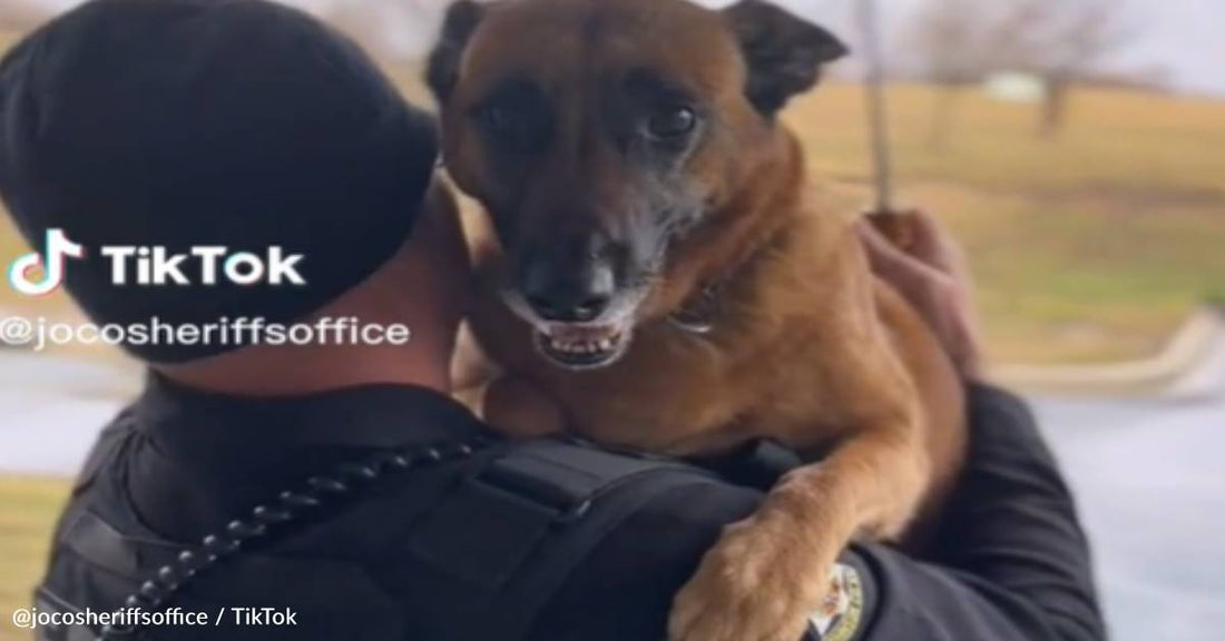 Bomb-Sniffing K9 Gets Some Sweet Comfort During A Thunderstorm