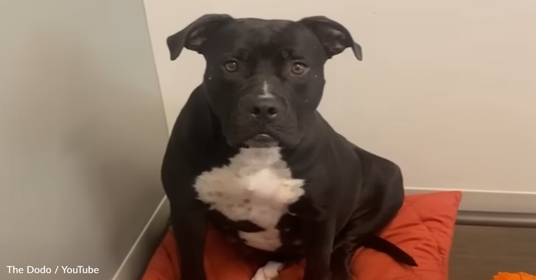 Dedicated Foster Dad Carries Tired Mama Dog To Bed Every Night