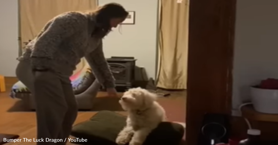 Blind And Deaf Dog Reacts To A Visit From His Favorite Person