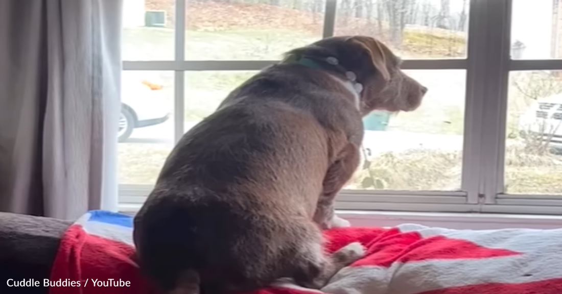 True Love: Dog Can't Stop Looking For The Neighbor's Pitbull Out The Window