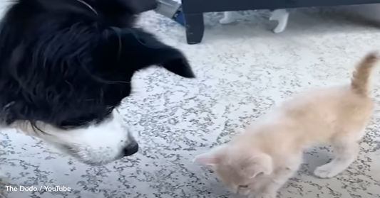 Timid Border Collie Overcomes Fear Of Kittens To Become The Best Foster Mom