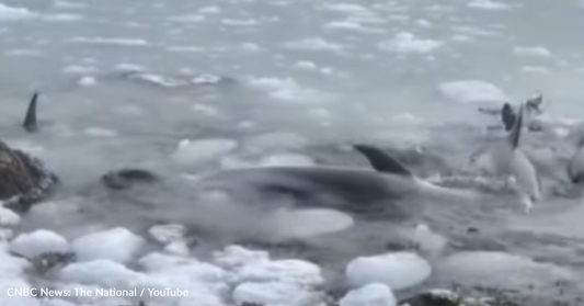 Community Rallies Together To Rescue 20 Dolphins Stuck In Ice