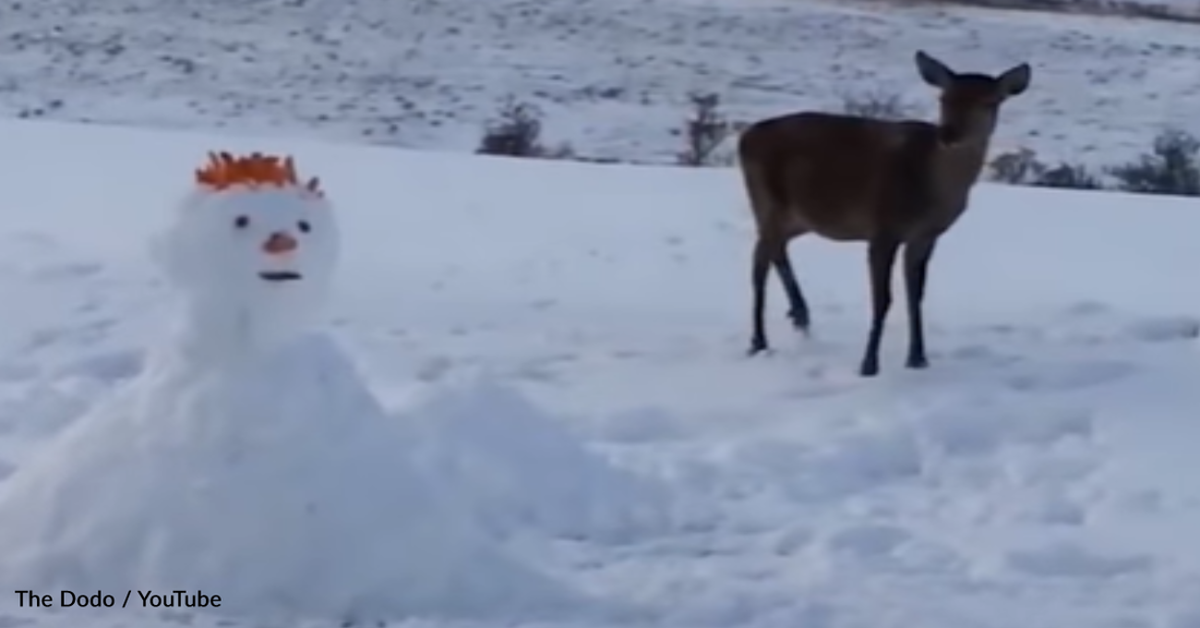 Deer Finds A Snowman And Decides To Munch On His Carrot Nose