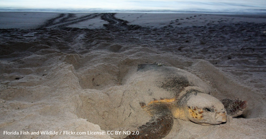 Sea Turtles May Keep Florida Homes From Being Repaired After Hurricane Ian