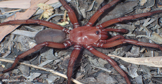 Scientists Discover A New Giant Spider In Australia