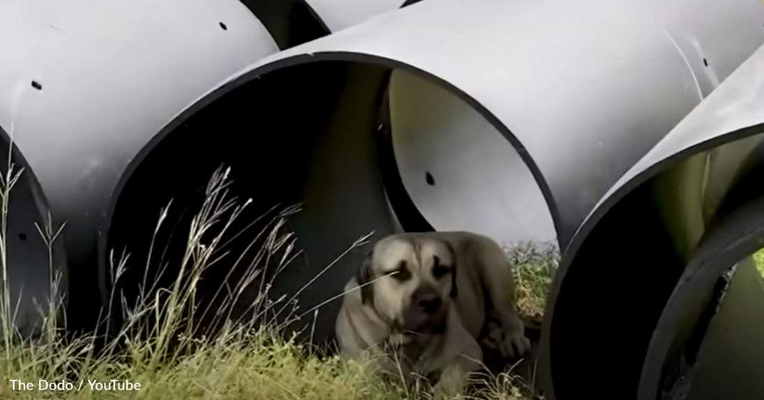 Woman Welcomes Stray Dog Into Her Home And He Finds The Perfect Place To Get Comfortable