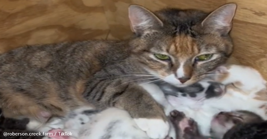 Mama Cat And Rabbit Join Forces To Co-Parent Their Babies