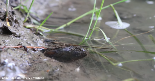 Did You Know Mussels Will Squirt Their Offspring Away To Attract Fish?