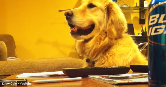 Guitar-Loving Golden Retriever Has Hilarious Reaction When The Music Stops