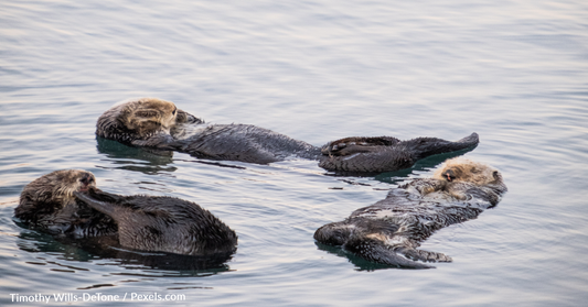 Scientists Warn Of Parasite That's Killing California Sea Otters And Could Threaten Human Life