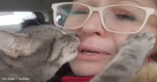 Clingy Cat Refuses To Leave His Human's Side