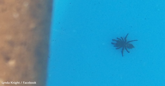 Woman Issues Warning After Finding Four Poisonous Spiders In Her Swimming Pool