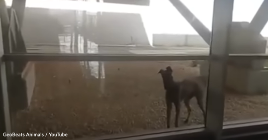 Greyhound Found Outside A Train Station Has The Best Way Of Thanking His Human For Rescuing Him