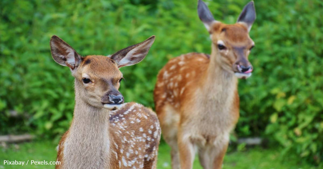 Doe Brings Her Fawn To A Man in the Woods So They Can Share An Apple