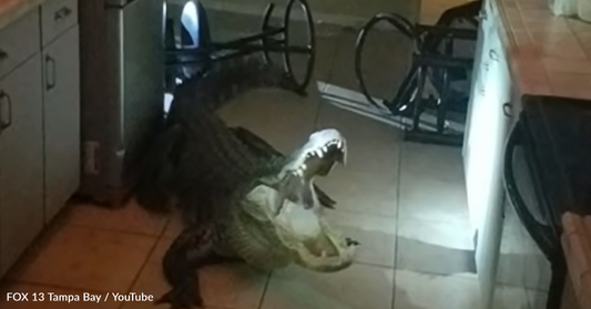 Grandma Left Shocked When An 11 Foot Alligator Shows Up In Her Kitchen