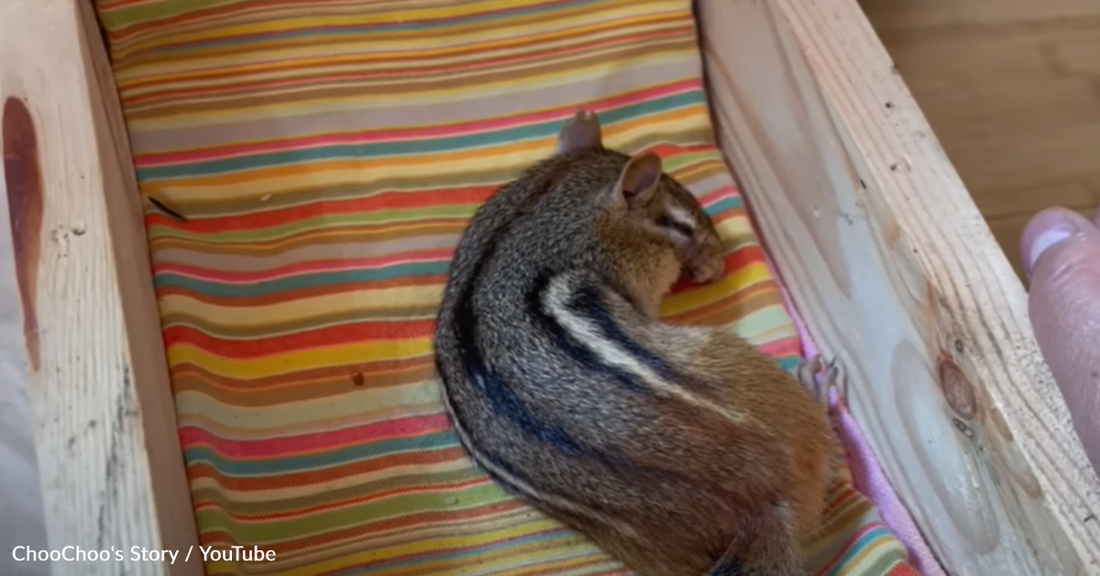 Family Discovers Unconscious Chipmunk On Their Deck And Nurses Her Back To Health