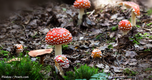 California Is Bracing Itself For A Mushroom Super Bloom Following Heavy Rains