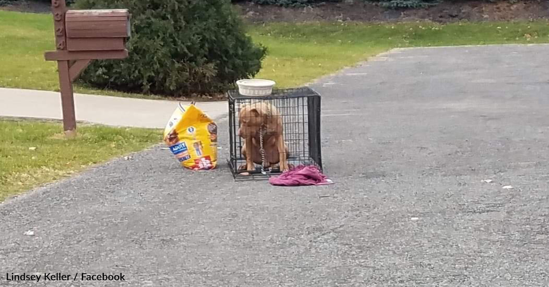 Dog Found Left For Dead In A Crate At The End Of A Cul-De-Sac