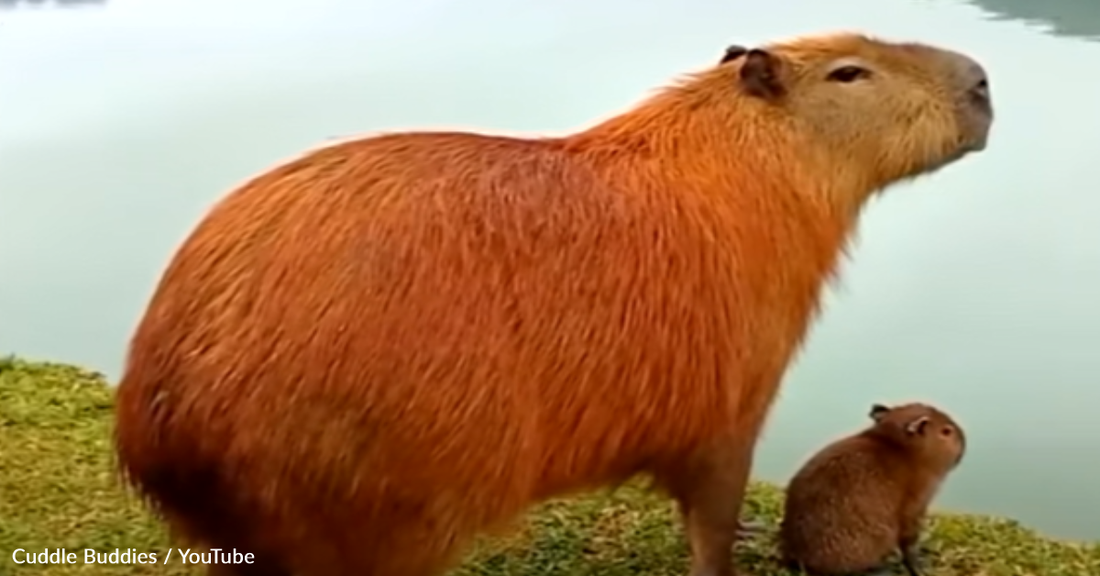 Friendly Capybara Wants To Introduce His Human Friend To The Rest Of The Family