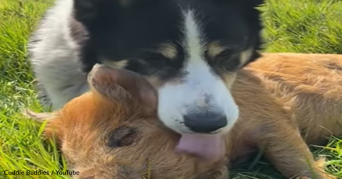 Sweet Dog Adopts Three Tiny Piglets And Raises Them As His Own