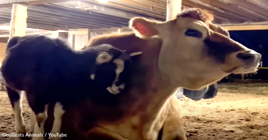 Rescue Cow and Goat Become BFFs at the Sanctuary That Saved Them