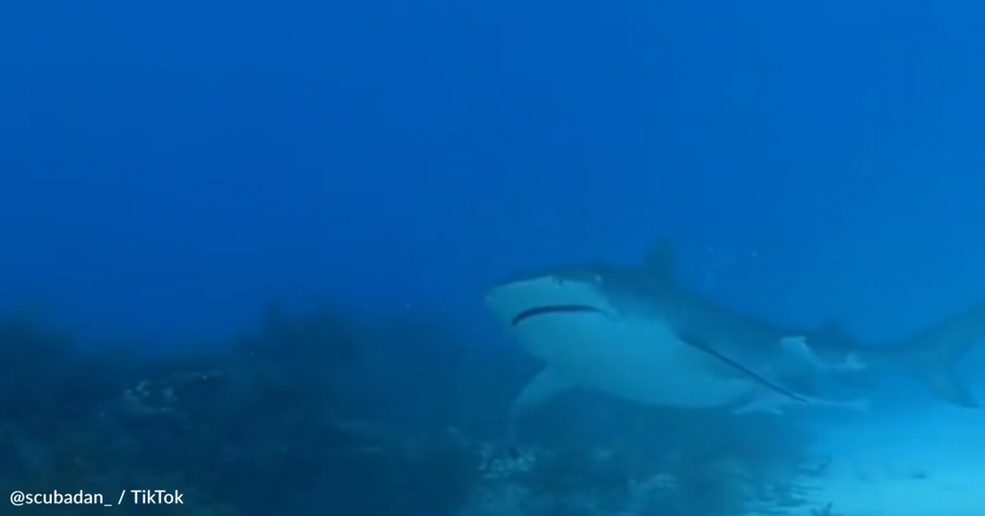 Shark Smells Diver and Instantly Turns in His Direction