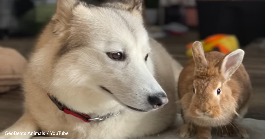 Rescue Husky Separated From Her Pups Mothers Tiny Bunnies Instead