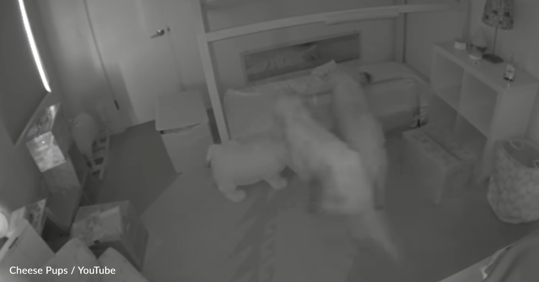 Mischievous Golden Retrievers Use Baby Sister To Commit A Midnight Crime