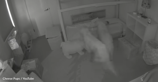 Mischievous Golden Retrievers Use Baby Sister To Commit A Midnight Crime