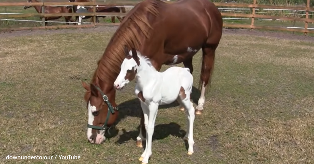 Mama Horse Gives Birth To Sacred White Foal