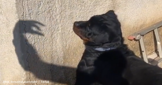 Persistent Rottweiler Attempts to Catch His Owner's "Scary" Shadow