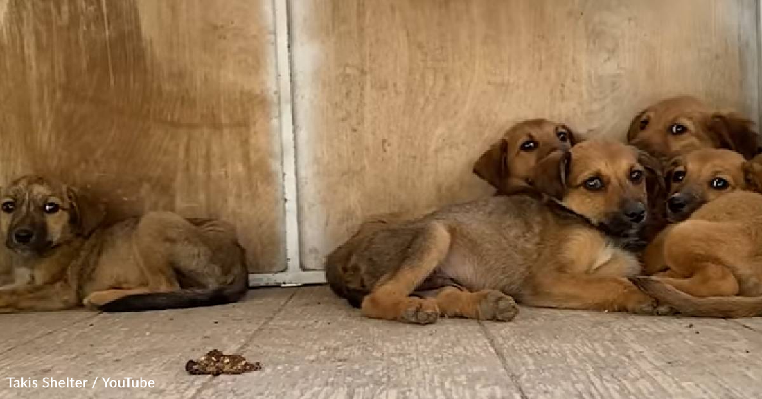 Months Of Work Pays Off When Frightened Puppies Begin To Trust People Again