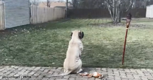 Mastiff Takes In New Backyard After Growing Up In A Small Apartment