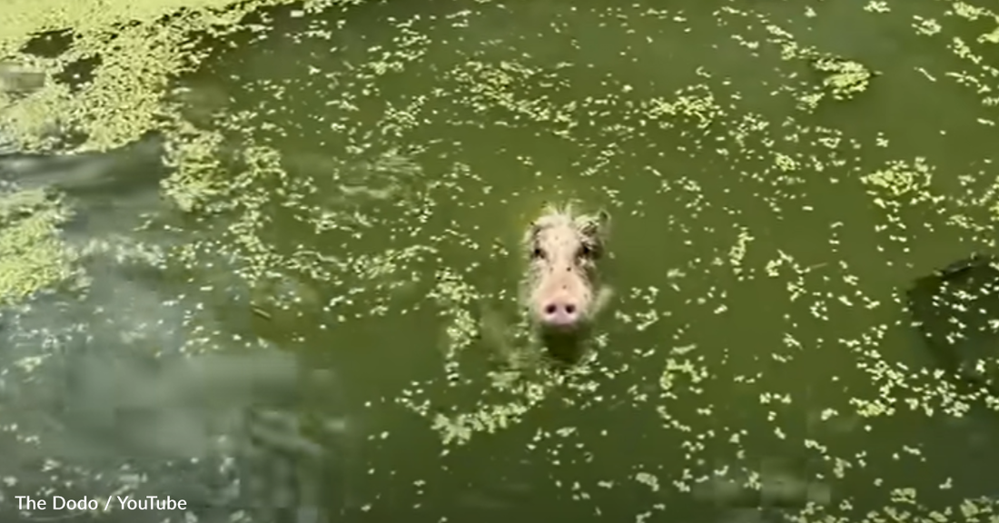 Rescuers Refuse To Give Up On Drowning Feral Pig Despite Her Protests