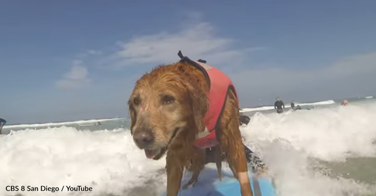 Ricochet The Surfing Therapy Dog Passed Away At The Age Of 15