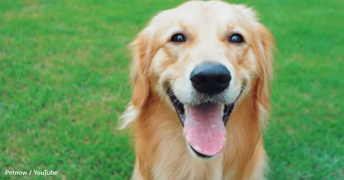 New App Helps Find Lost Dogs By Scanning Their Nose Prints