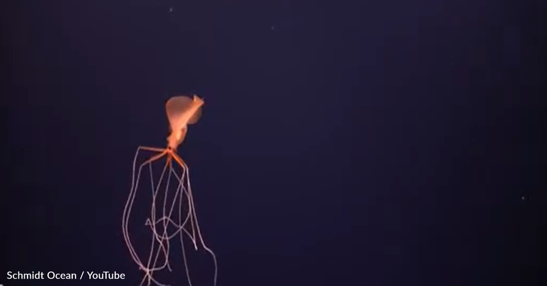 Scientists Surprised To Find Rare Deep-Sea Bigfin Squid