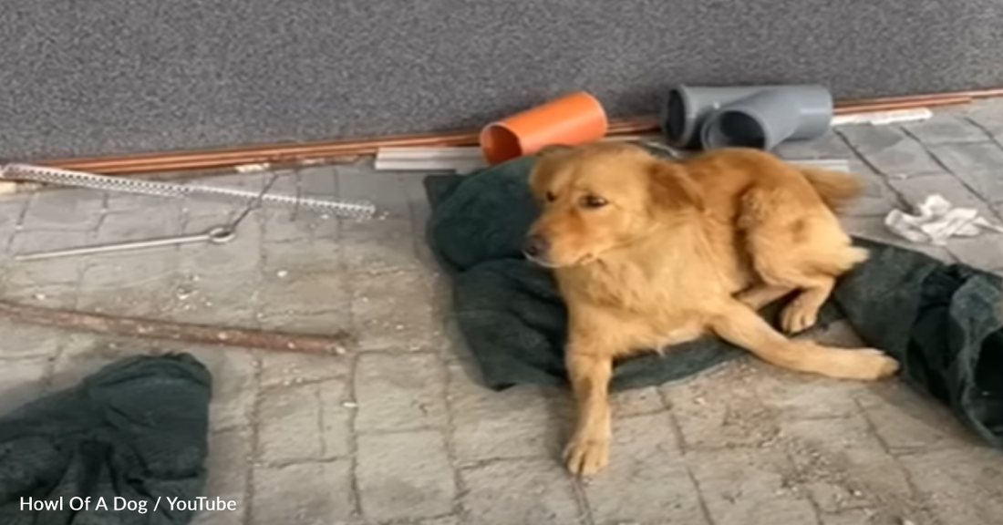 Adorable Stray Shows Her Sweet Side To The People Who Rescued Her