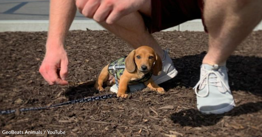Tiny Dachshund Shows Mom His Massive Personality