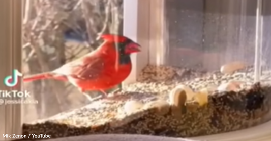 Unique Birdfeeder Brings The Action Right Into Your Home