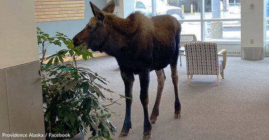 Alaska Hospital Gets Surprise Visitor When Wild Moose Walks Right Inside