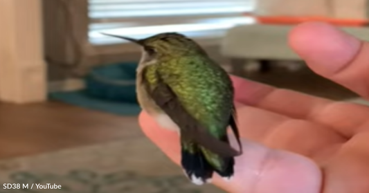 Man Rescues Baby Hummingbird And Teaches Her To Fly