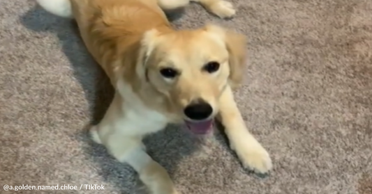 Golden Retriever Does Nighttime "Zoomies" In Her Ball Pit