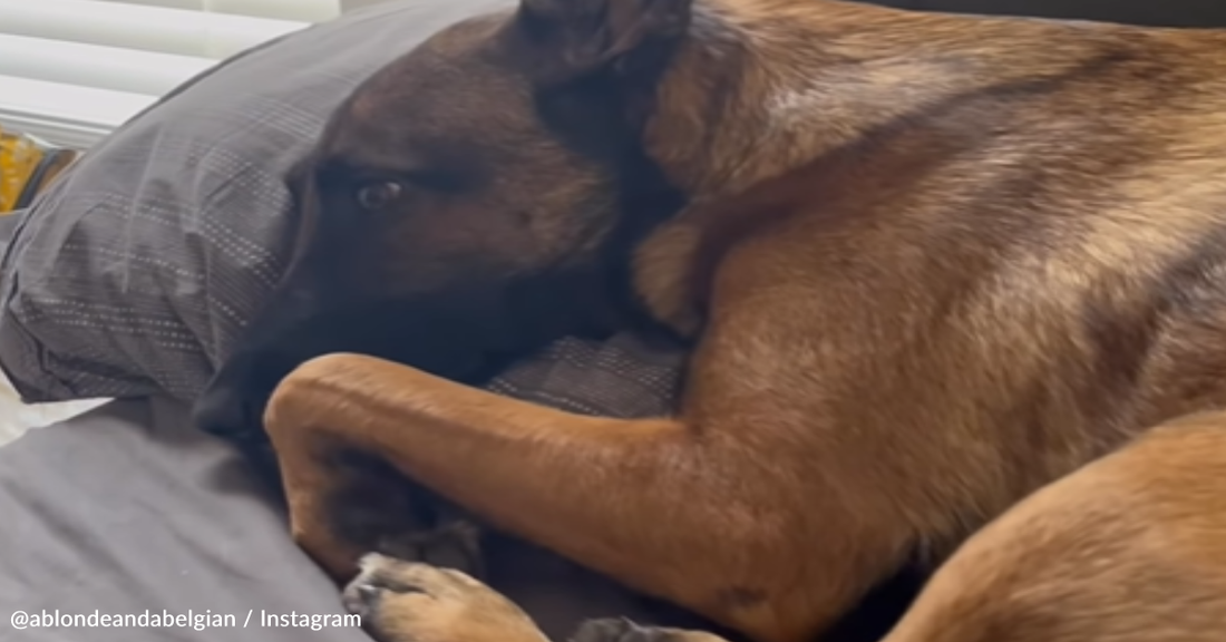 Depressed Dog Overcome With Joy After Finally Reuniting With Military Dad