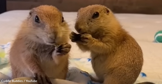 Rescue Prairie Dogs Make The Most Adorable Sound To Greet Their Human