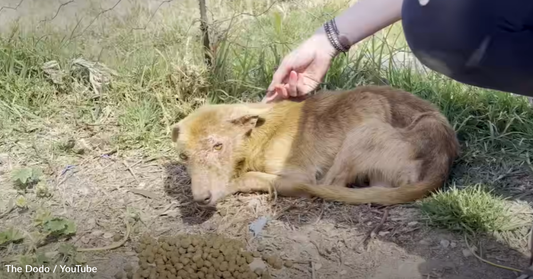 Fearful Three-Legged Dog Learns To Love And Transforms Before His Foster Mom's Eyes