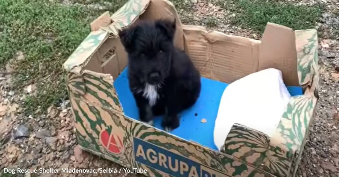 Puppy Finds Happiness After Being Dumped At A Shelter In A Cardboard Box