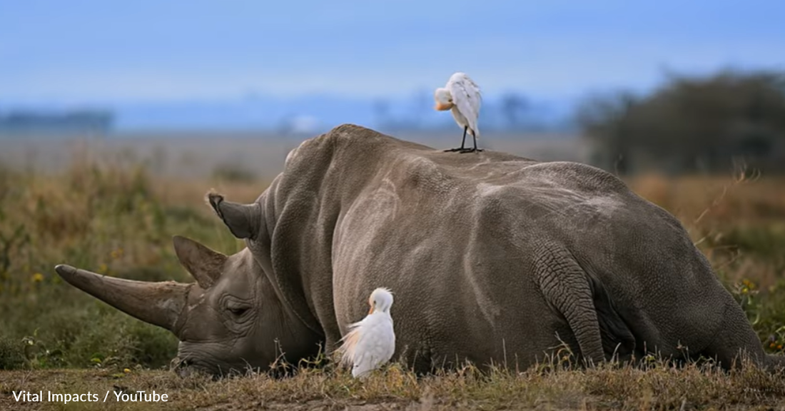 Watch How Technology Is Bringing Rhinos Back From The Brink of Extinction