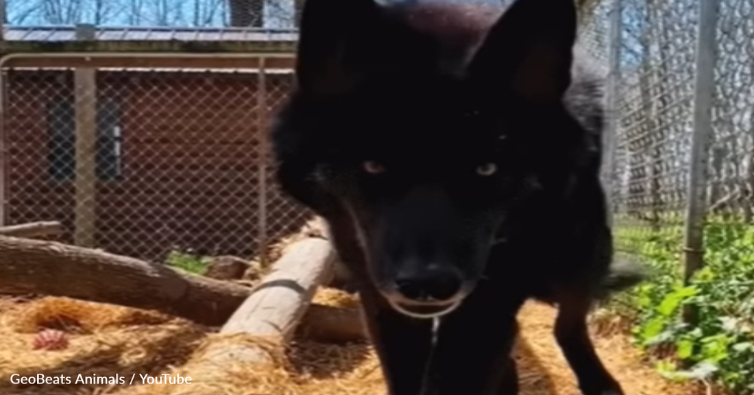 Aggressive Wolf Dog Rescued From Entertainment Mellows When He Meets His New Owner